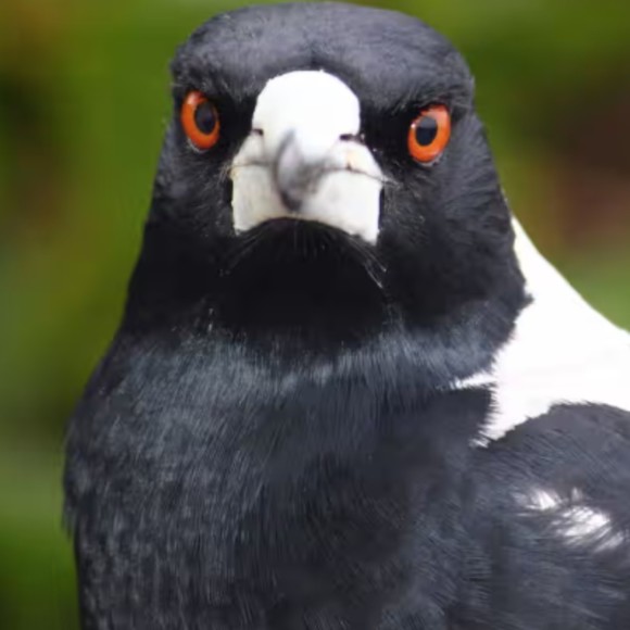 irritablemagpie